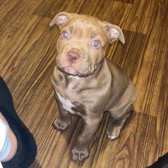 dk_thepittbull